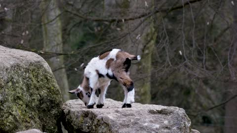 baby goat