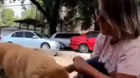 Street dog vs pets dog