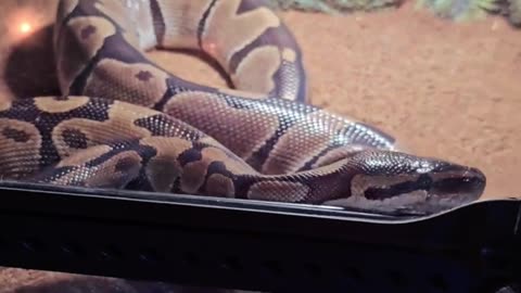 Snake Care Guide in Under a Minute
