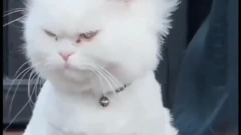 Cat with rocking hair wows