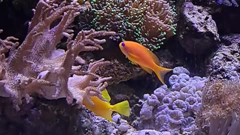 Beautiful and colorful fishes