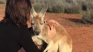 Kangaroo Cuddles by Queen Abi