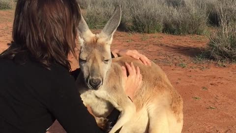 Kangaroo Cuddles by Queen Abi