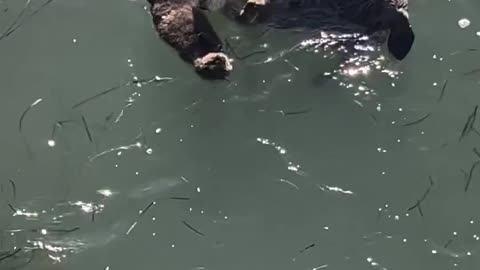 floating sea otter