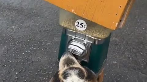 Smart Goat Knows How To Retrieve Paid Treats In The Park