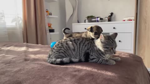 Funny Cat Reaction to Puppies