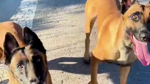 Super Cute Dog Dance