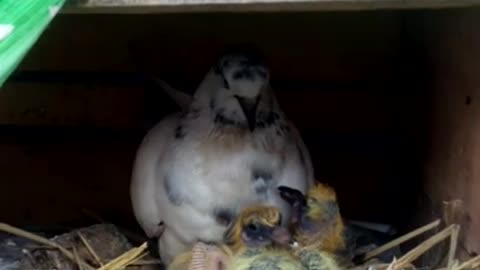 Female pigeon feeding her babys 🐥 🐣