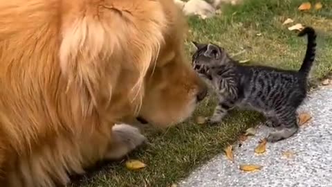 Golden Retriever Excited About The New Kitten 🟠⚪🟣 NPC Parents