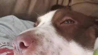 This "Grandpa" Dog Snores Just Like An Old Man