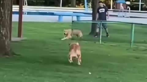 Dog reunites with his brother 👏❤️