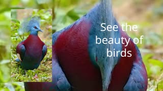 See the beauty of birds