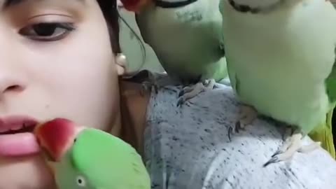 Parrot kiss the girl prank full funny