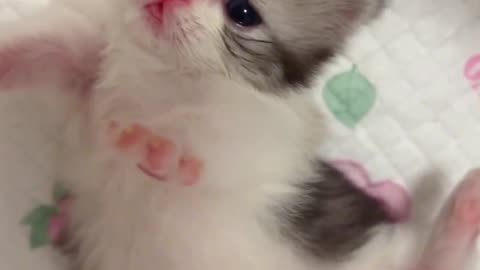 The 12th day of birth|A kitten that is too full after drinking milk#kitten #minuet #socute