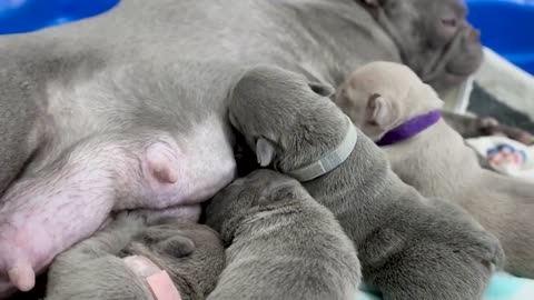 Lilac French Bulldog Puppies Nursing