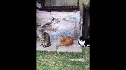 Hilarious Cat Compilation 10 😂: Non-Stop Laughs! #animalfunny #lol #unexpected #funnymoments