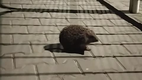 hedgies