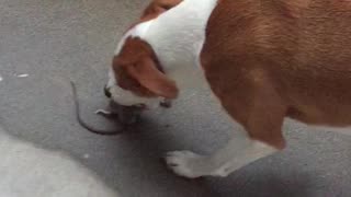 Pete finally catches a Rat in the backyard