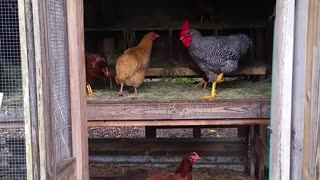 Most Amazing Video!!! Must Watch If You Have Chickens!