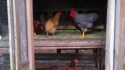 Most Amazing Video!!! Must Watch If You Have Chickens!