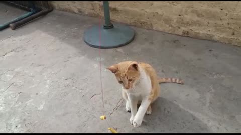 funny cat eating snacks 😋😍😘 #MJ4FUN