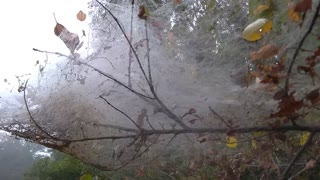 Tent Caterpillars