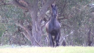 FRIESIAN HORSES FOR SALE : Dreaming of owning a Friesian Horse