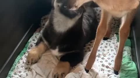 Little Chief the Pup Isn't Happy About Fawn in His Crate