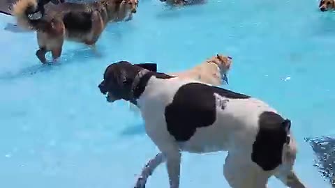 Pool day of dogs