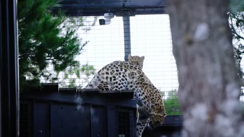 two leopards jumping down off of a rooftop in their enclosure