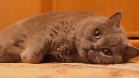 Funny videos.comedy video,viral. animal,dog.cat.comedy.funny memes. funny videos