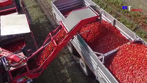 How Tomato Ketchup Is Made, Tomato Harvesting And Processing Process With Modern Technology