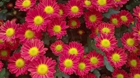 Red Mums