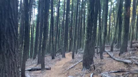 Central Oregon – Hiking Classic Old Growth Forest at 3x Speed!