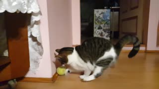 Cats Playing