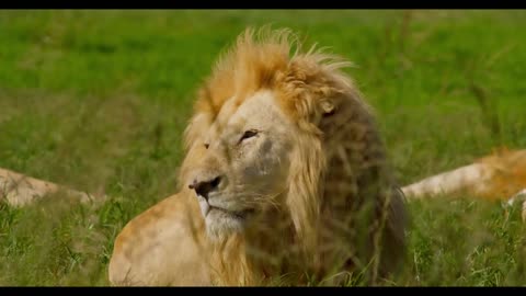 close up of a lion laying on green grass seen through weeds swaying in the wind