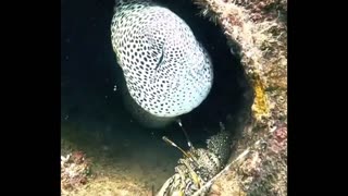 Very friendly Moray Eel