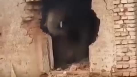 Wild elephant 🐘 destroy house