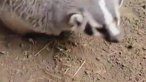 Never Seen Before American Badger Zoomies #shorts #viral #shortsvideo #video