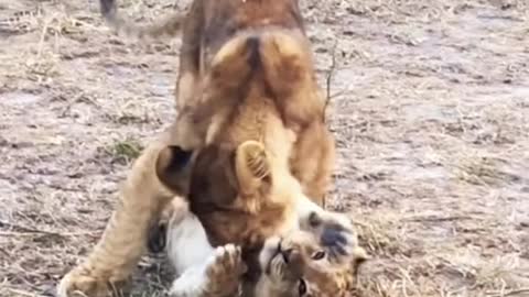 Lions cubs playing