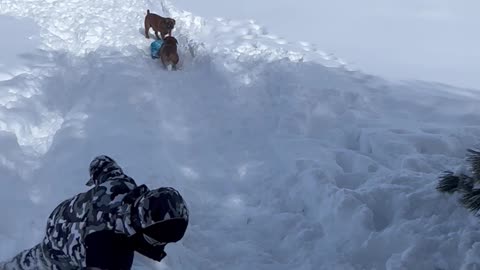 Dog Rides a Sled Downhill
