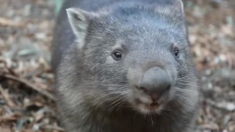 Have you ever heard a Wombat talking before?! 💚