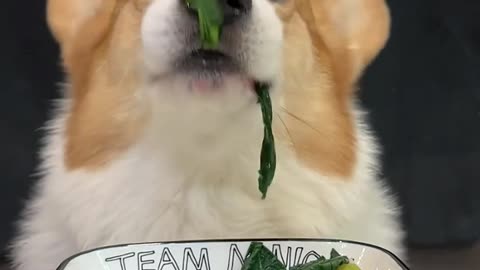 Corgi is the cutest dog eating 1 (4)