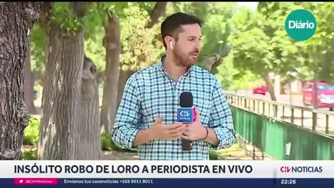 Papagaio rouba fone de repórter chileno ao vivo