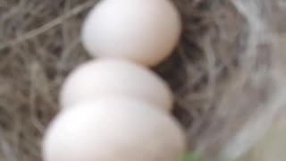 BIRD NEST WITH EGGS