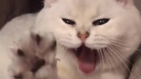 Funny Cat 😺 Video.