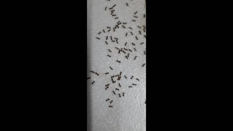 Amazing ants formation