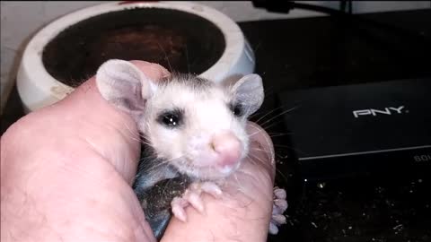 Cuteness Maximus, Feeding Baby Opossums ❤