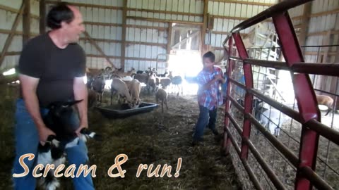 Wrangling Sheep Can Be Scary!
