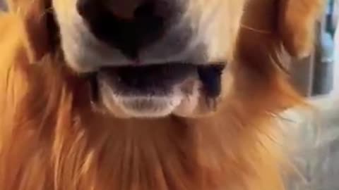The golden retriever dental check!!!cute smart and brave ! !#shorts #funnyvideo #doglover ❤️🐾